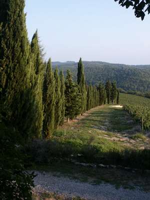 Typische Toscana Landschaft. 