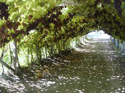 Eine Zufahrt zu einer Pension, umrahmt von Weintrauben. 